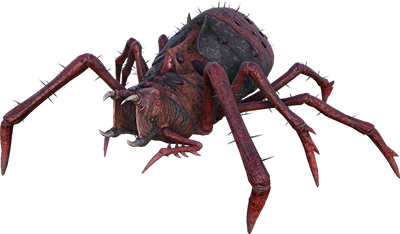 Araneo