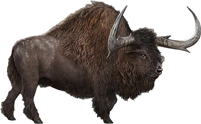 Bison