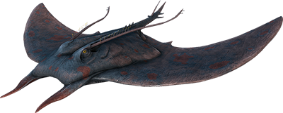 Manta
