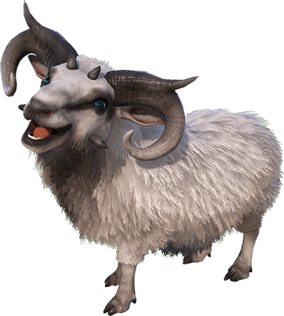 Ovis