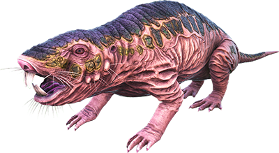 Rollrat