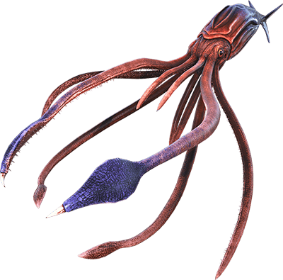 Tusoteuthis